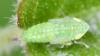 Fieberiella florii